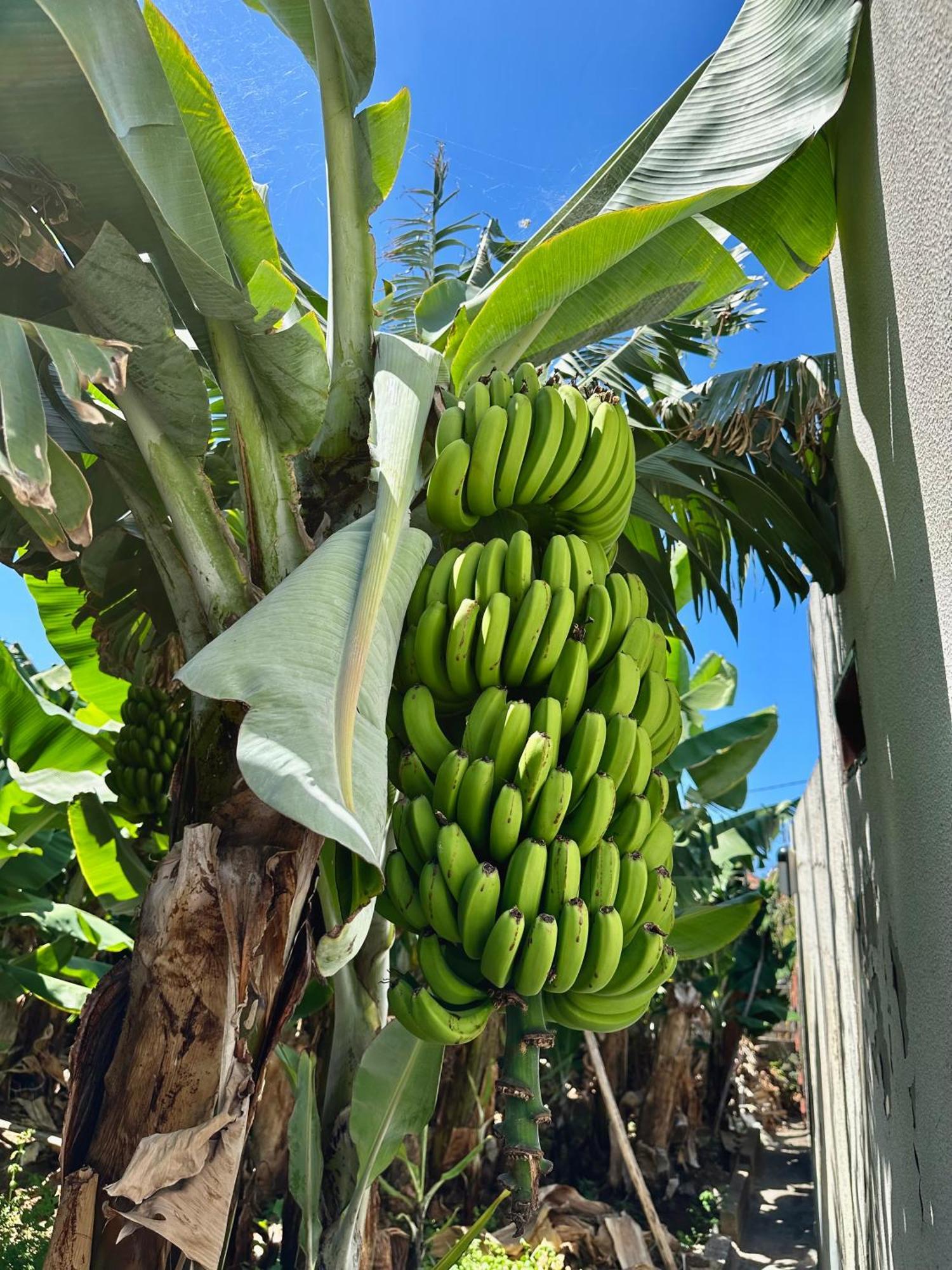 Oasis Suites - Funchal Esterno foto